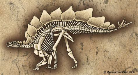 Stegosaurus Skeleton by mmfrankford on DeviantArt