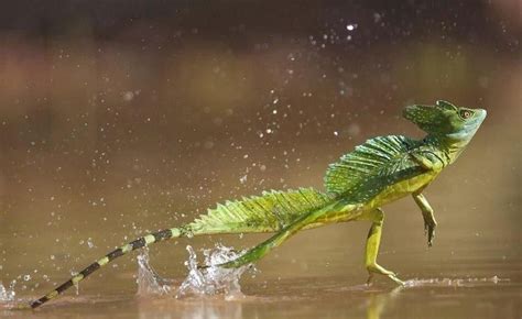 Common Basilisk is totally 🔥🔥🔥 : NatureIsFuckingLit