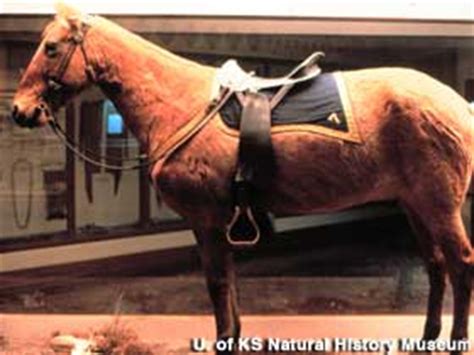 Comanche, Little Bighorn Survivor, Lawrence, Kansas