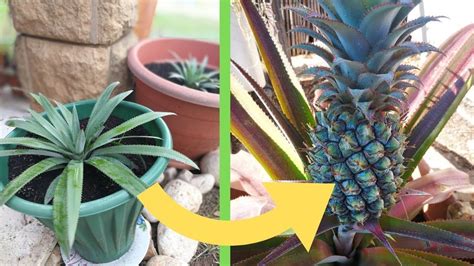 How Long Does It Take To Grow A Pineapple? (2019) | Pineapple, Growing pineapple, Pineapple planting