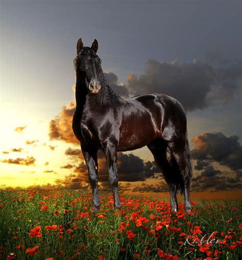 Black Andalusian Stallion (Ganador XL ) Photo by Kevin Kidder ...