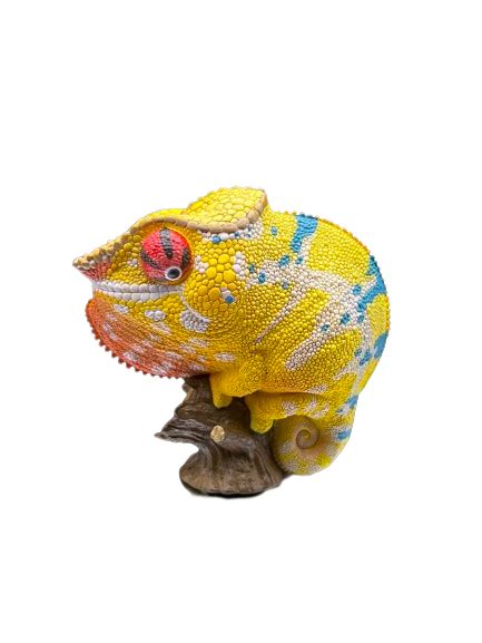 Furcifer pardalis Nosy Mitsio – Herping.es