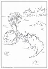 King Cobra Coloring Pages & Book 12 Printable PDFs sketch template