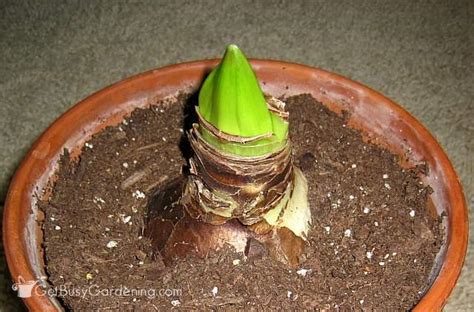 How To Rebloom Your Amaryllis in 4 Easy Steps! - Get Busy Gardening