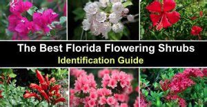 The 32 Best Florida Flowering Shrubs (With Pictures)