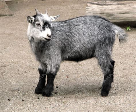 Baby goat — Stock Photo © cargol #4967003