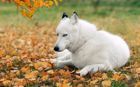 white, Husky Wallpapers HD / Desktop and Mobile Backgrounds