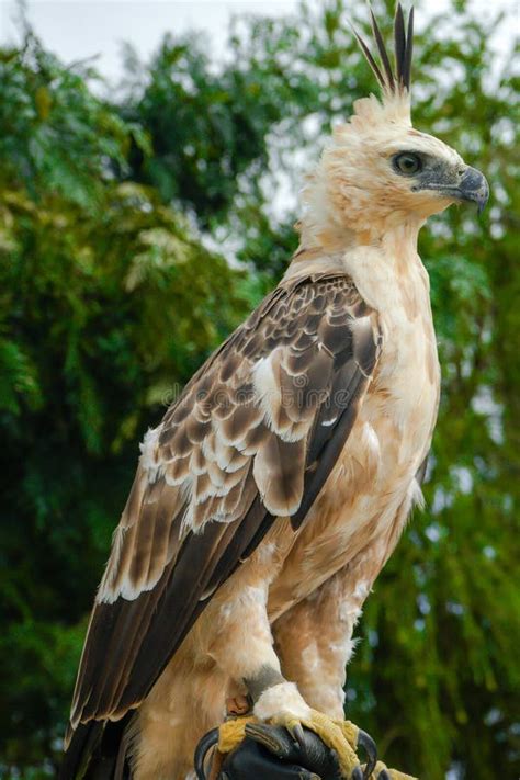 Golden Falcon stock photo. Image of flying, bigwig, gold - 4806288