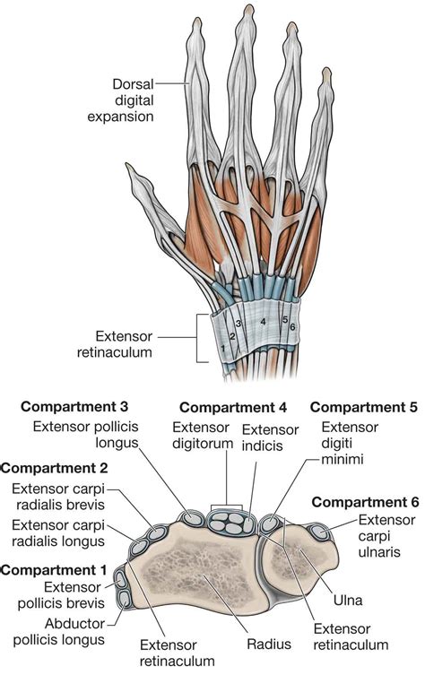 The Forearm, Wrist, and Hand | Musculoskeletal Key