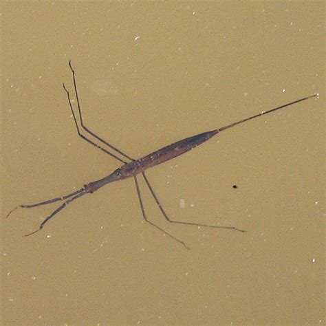 Family Nepidae – Waterscorpions | Prairie Haven