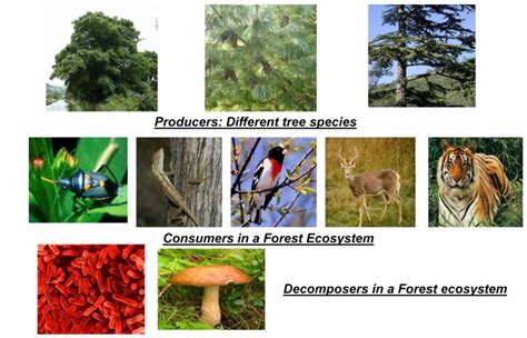 Structure and Function of Forest Ecosystem(Terrestrial Ecosystem)