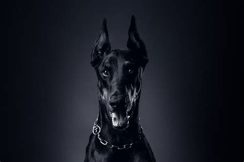 🔥 [69+] Doberman Wallpapers | WallpaperSafari