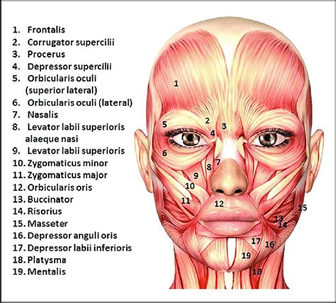 Neck Muscle Diagram : Pinched Nerve Neck Pain- The Posture Problem and ...