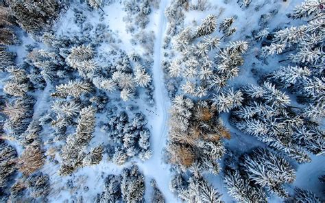 trees, forest, snow, Way, winter, viewes, Aerial View - Beautiful views wallpapers: 1920x1200