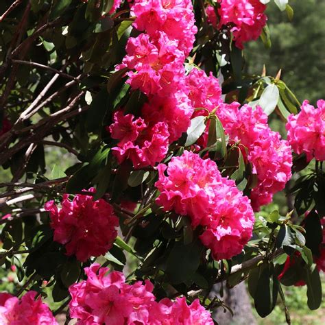 Red Rhododendrons for Sale | BrighterBlooms.com