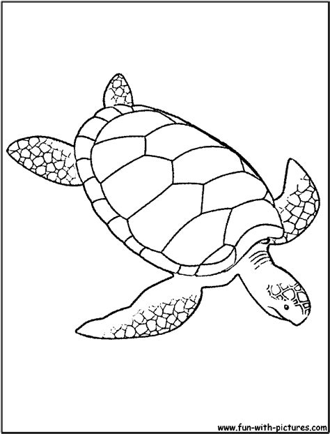 Green Sea Turtle Coloring Page