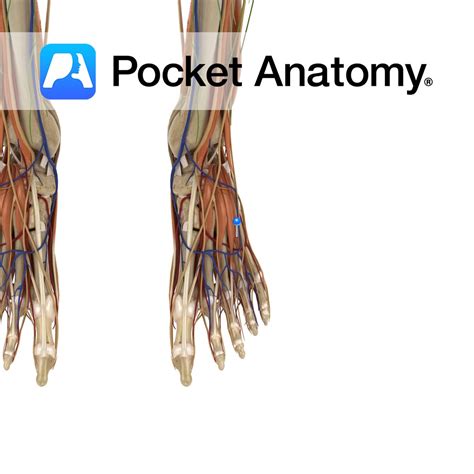 Extensor digitorum brevis - Pocket Anatomy