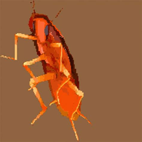 Roach Dancing GIF - Roach Dancing Cockroach - GIF 탐색 및 공유