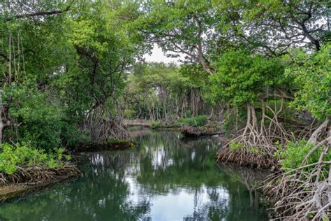 Curaçao Rif Mangrove Park Guided Tour – Curacao Activities