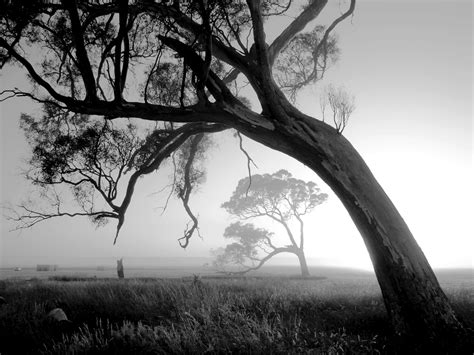 20 Beautiful Black and White Nature Photography | Nature photography ...