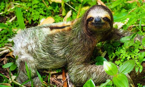 Are Sloths Nocturnal Or Diurnal? Their Sleep Behavior Explained