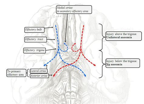 NI Olfactory nerve - NeurologyNeeds.com