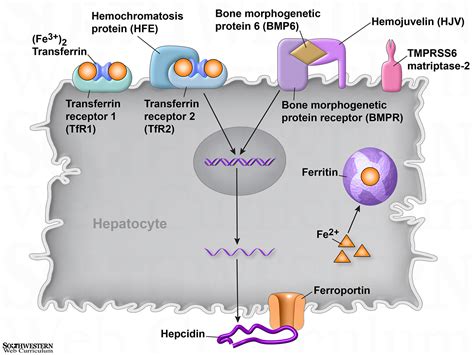 Iron and Heme Biochemistry Diagrams on Behance