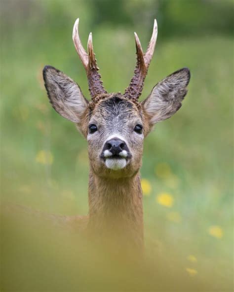 Capriolo: caratteristiche e differenze rispetto a daino e cervo