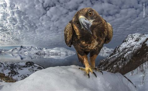 Wildlife Photographer of the Year 2019: Stunning shots of animals ...