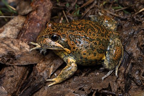 Researchers use frog sounds to better understand whether an ecosystem is healthy