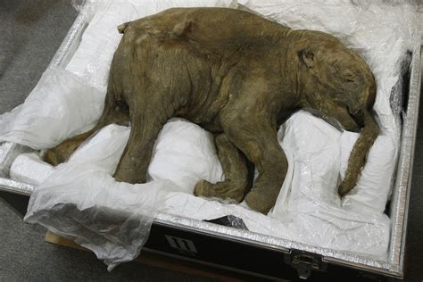 Perfectly Preserved Woolly Mammoth on Display at London's Natural History Museum