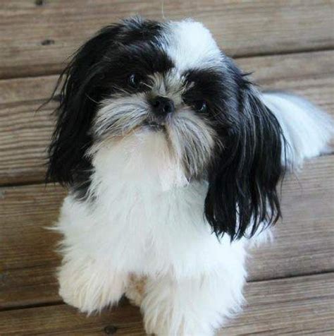 Preciosos Shitzus imperiales puppies | Perro shih tzu, Shih tzu, Mascotas