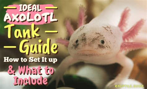 Ideal Axolotl Tank Guide: How to Set It up & What to Include