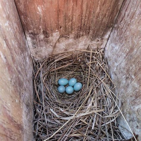 Mountain Bluebird nest with eggs | Bluebird nest, Blue bird, Nesting boxes