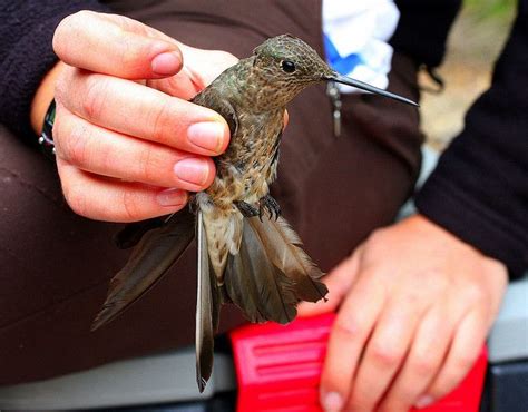 Giant Hummingbird | Northern california, Hummingbird