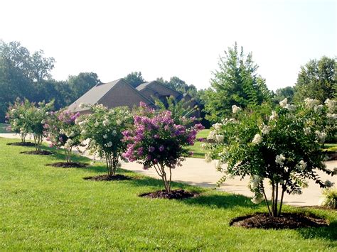 Crape myrtles along the driveway | Crape myrtle, Garden and yard, Lawn ...