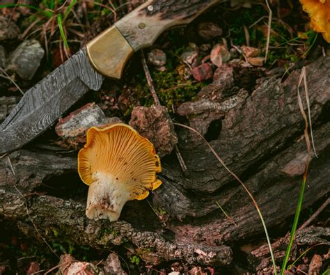 Chanterelle Mushroom Identification (and Look-Alikes to Avoid)