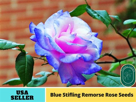 30 Seeds Blue Stifling Remorse Flower Rose Seeds Authentic - Etsy