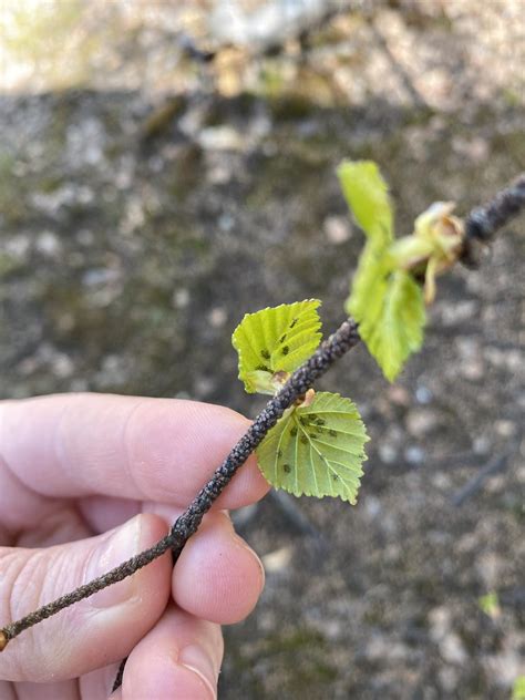 Birch-aphid-budbreak-Fairbanks-2020-Alaska-3 | Birch aphids … | Flickr