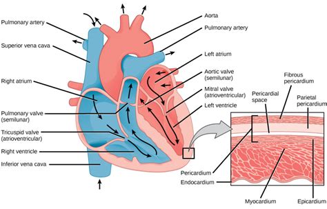 Mammalian Heart and Blood Vessels | Biology II