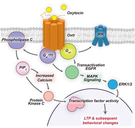 | Oxytocin signaling cascades lead to LTP and behavioral changes. OXTRs... | Download Scientific ...