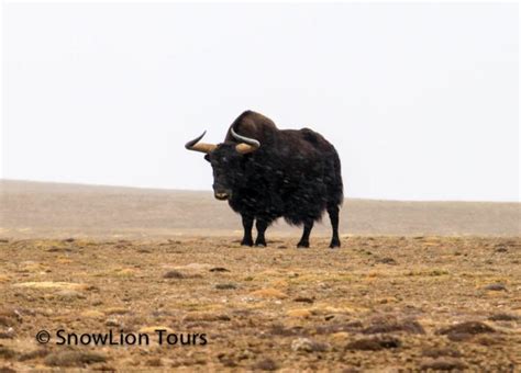 Wild animals in Tibet | Tibet Wildlife Tour | SnowLion Tours