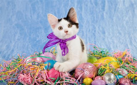 Easter Cat Wallpapers - Top Free Easter Cat Backgrounds - WallpaperAccess