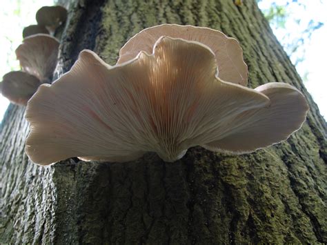 File:Pleurotus ostreatus JPG7.jpg - Wikimedia Commons