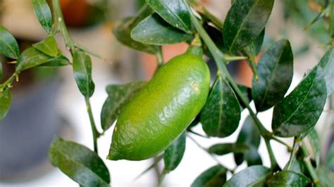 How To Grow Finger Limes In Pots? - Time Of Garden