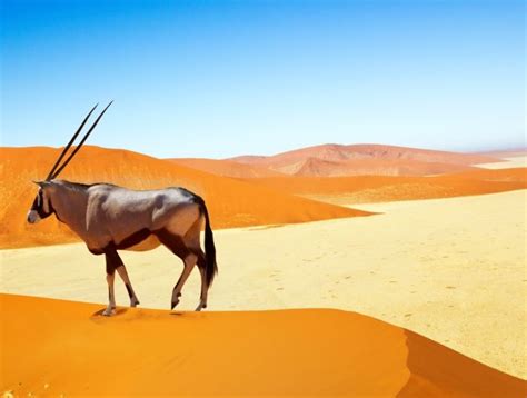 Namibia Tours and Safaris 2025/2026 | Africa Sky