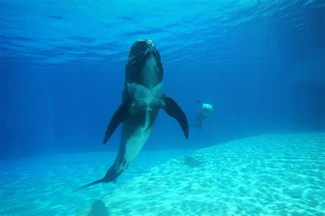 A Quick Guide To The Dolphin Habitat - Animal Sake