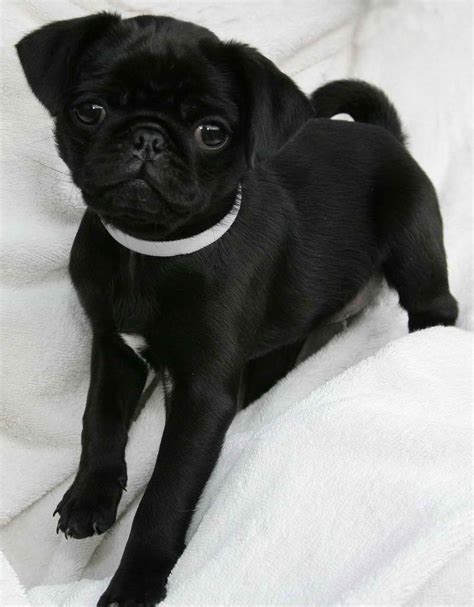 Black Female Pug Puppies | PETSIDI