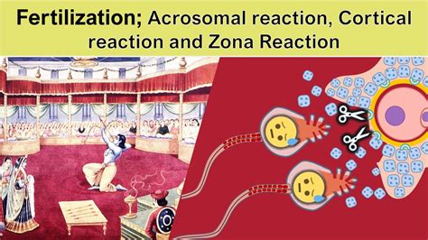 Fertilization part2: Acrosomal reaction, Cortical reaction and Zona Reaction - YouTube