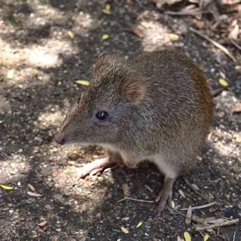 Potoroo by Felizias on DeviantArt